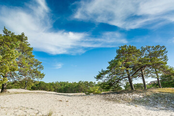 Green bright pine trees against the blue sky. Dunes and sand. Baltic coast of Poland. - 652193467