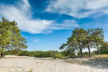 Foto op Plexiglas Green bright pine trees against the blue sky. Dunes and sand. Baltic coast of Poland. © Sergey T..