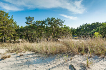 Green bright pine trees against the blue sky. Dunes and sand. Baltic coast of Poland.
