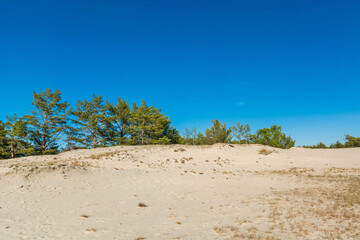 Green bright pine trees against the blue sky. Dunes and sand. Baltic coast of Poland. - 652193658