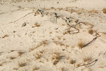 Lonely dry plants against a background of light sand. Dejection and abandonment. Sad mood. Remains of rusty fittings.