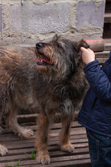 Little girl combing the dog outside Long shedding dog's coat on comb for pets in hand Excess seasonal canine hair loss care Love animals. Mixed-breed puppies adoption concept. Homeless mongrel shelter