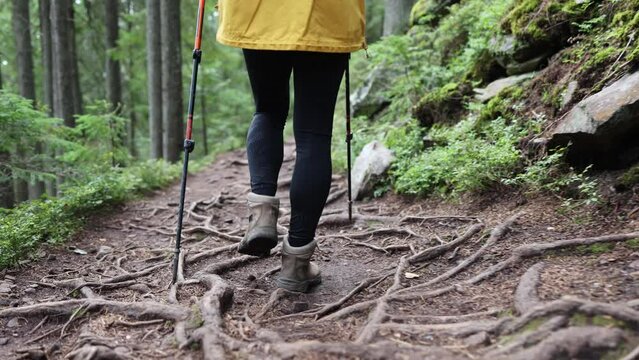 hiker woman feet walking on the forest trail with roots and moss. Travel, journey, healthy lifestyle concept.  Close up Slow motion 4K