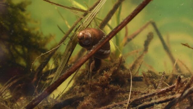 acquatic snail , Aphlisia rosea, water, pond, bog, Gran Paradiso National Park, Italy