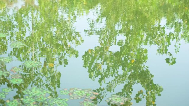 Reflections of duckweed and trees in a pond