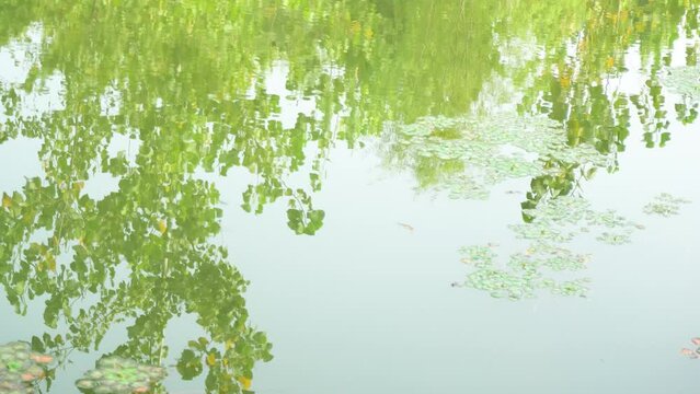 Reflections of duckweed and trees in a pond