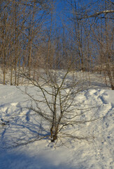 Kahle Bäume und Sträucher im Schnee mit Rauhreif - 652196205