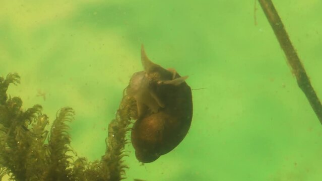 acquatic snail , Aphlisia rosea, water, pond, bog, Gran Paradiso National Park, Italy