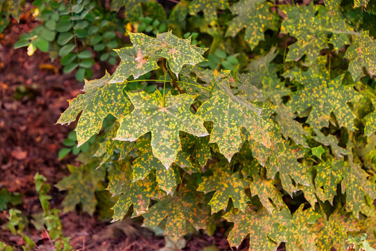 Rhytisma acerinum Tar spots on maple leaves
