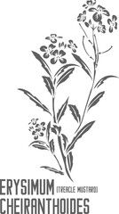 Treacle Mustard flowers and leafs vector silhouette. Medicinal Erysimum cheiranthoides outline. Set of Erysimum cheiranthoides plant in Line for pharmaceuticals. Contour drawing of medicinal herbs