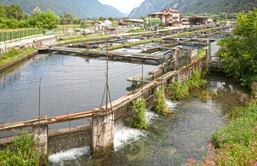Fototapeta na wymiar Trout farming in the north of Italy