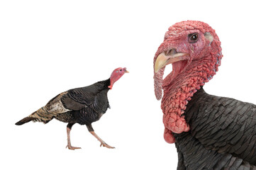  bronze male turkey isolated on a white background