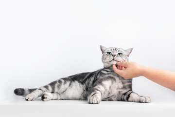 Naklejka na ściany i meble Stroking a kitten British shorthair silver tabby cat