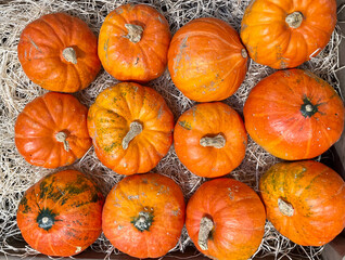 Small orange pumpkins in the store