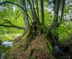 Seltsame Baumgruppe im Kamptal des Waldviertels