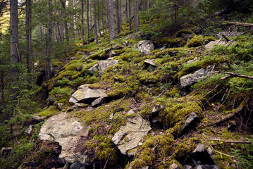 Climbing the mountain through rocks and forest.