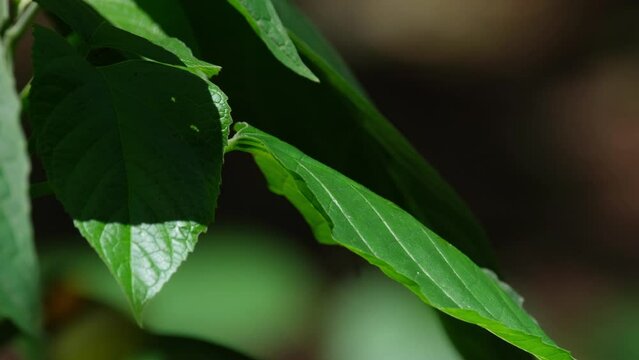 A single Orange Gull Cepora judith butterfly is perched on a leaf and it flew to the top right side of the frame, at Kaeng Krachan National Park in Thailand