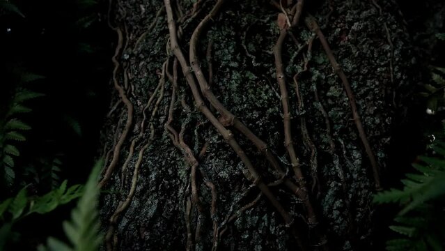 Details of vines and roots growing over a large tree trunk with other tropical foliage and plants