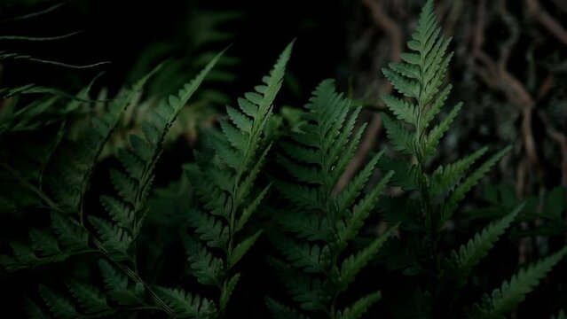Beautiful details of fern foliage