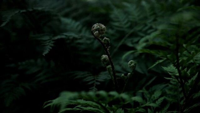 Delicate fern shoot between dark green foliage