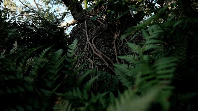 Air roots and vines growing over a tree trunk with dark green fern foliage and other forest plants in a jungle scene