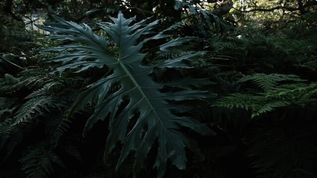 Giant tropical Monstera leaf in a jungle scene with ferns and other plants