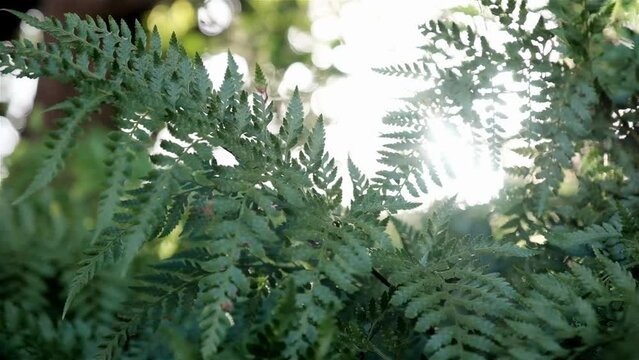 Beautiful dreamy fern foliage with light shining through a forest scene