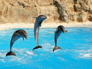 dolphin, water, sea, animal, mammal, ocean, blue, swimming, jump, dolphins, marine, pool, wildlife, jumping, nature, swim, fun, fish, life, play, wild, bottlenose, aquatic, splash, flipper