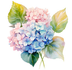 Watercolor illustration of hydrangea flower. Generative AI, png image.