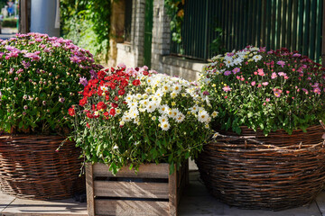 Fototapeta na wymiar Various colourful garden flowers in the shop outdoors