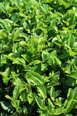 Obraz premium Green leaves of green tea at sunny day, green tea bush
