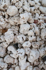 white corals on the beach, white coral beach like 