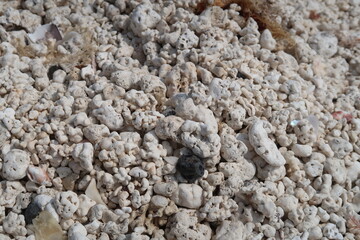white corals on the beach, white coral beach like popcorn