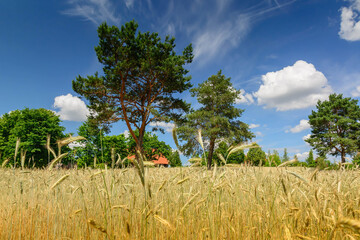 Ripe wheat field and farm in the background. Trees and blue sky. Harvesting.