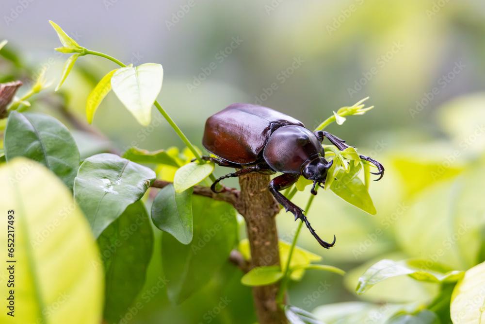 Wall mural it is a type of insect that lives in thailand and is called a deer insect.