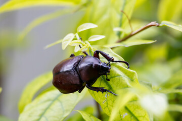 It is a type of insect that lives in Thailand and is called a deer insect.