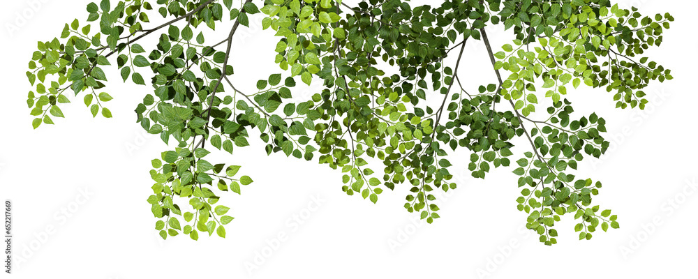 Poster tree branches leafs top compositions on transparent backgrounds 3d rendering png