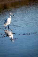great blue heron ardea cinerea