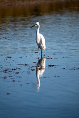 Egret with its feet in the water fishing

