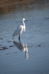 Egret with its feet in the water fishing

