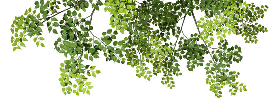 Tree branches leafs top compositions on transparent backgrounds 3d rendering png