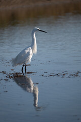 great blue heron ardea cinerea