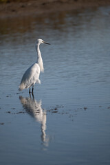 great blue heron ardea cinerea