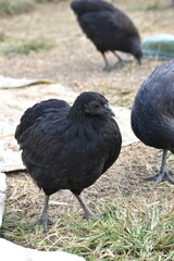 Kadaknath Kali Masi Fully Black Chicken Breed in Backyard Farm Foraging, Living, Roosting and Fighting