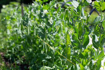 Beautiful close-up of green fresh peas and pea pods.