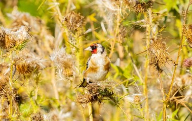 Close-up of gold finch perching (carduelis carduelis) on plant.