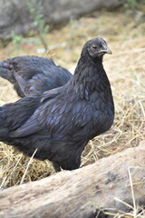 Obraz premium Kadaknath Kali Masi Fully Black Chicken Breed in Backyard Farm Foraging, Living, Roosting and Fighting