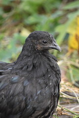 Kadaknath Kali Masi Fully Black Chicken Breed in Backyard Farm Foraging, Living, Roosting and...