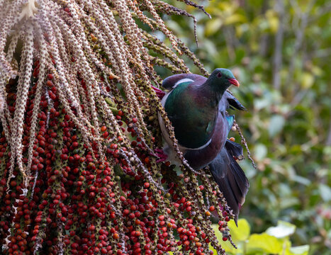 Wood pigeon, kereru, in a flowering nikau palm with red berries, Lower Hutt, New Zealand