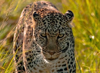 leopard in the grass
